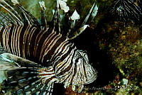 OAO0321 Pterois volitans.jpg
