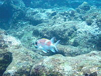 VDLCF0903 Holocentrus adscensionis.jpg
