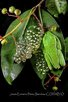 JEPS002 Agalychnis dacnicolor.jpg