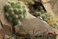 3R 01282 Echinocereus stramineus.jpg