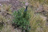 LAA120 Lupinus aschenbornii.jpg