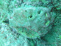 JAJ0491 Geodia neptuni.jpg