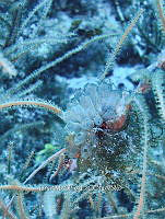NE018 1052 Clavelina.jpg