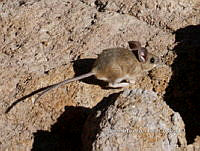 IE003 0100 Peromyscus truei.jpg