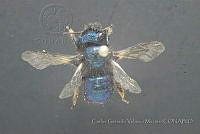 CGVM1215 Osmia ribifloris.jpg