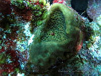 VDLCF0815 Geodia neptuni.jpg