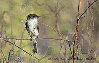 AAKVDH 0303 Sayornis nigricans.JPG