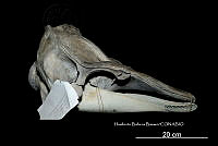 ME006 MM 125 Globicephala macrorhynchus.jpg