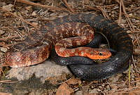 VHL0499 Mastigodryas cliftoni.jpg