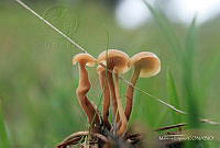 ML01 Auriscalpium vulgare.jpg