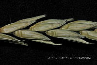 Teocintle 211 Zea diploperennis.jpg