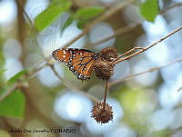 ADJ0395 Danaus gilippus ssp. thersippus.jpg