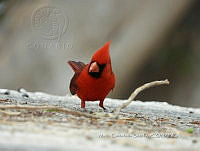 MCS IM0107 Cardinalis cardinalis ssp. Mariae.jpg