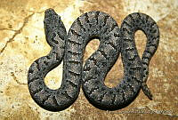 ECA0126 Crotalus transversus.jpg