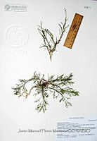 JMFM017 Artemisia dracunculus.JPG