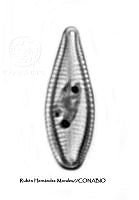 NE002 0052 Gomphonema olivaceum_40X_1.jpg