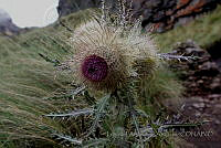 LAA045 Cirsium nivale.jpg