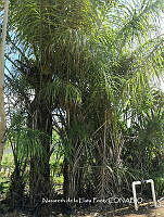 ZG012 0002 Acrocomia aculeata.jpg