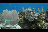 VNN6 073 Pulpo caribeño.jpg