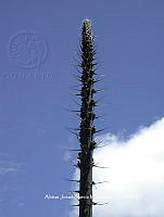 AJGM0326 Agave peacockii.JPG