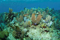 OAO0385 Gorgonia ventalina, Sparisoma viride.jpg
