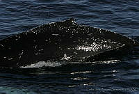 CNS0557 Megaptera novaeangliae.jpg