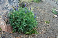 ALM069 Lupinus montanus.jpg