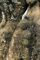 DK0154 Tronco de Pachycereus weberi, con Mammillaria_s.jpg