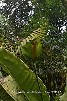 SG019 0385 Spathiphyllum cochlearispathum.jpg
