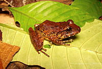 JLAL0002 Craugastor berkenbuschii.jpg