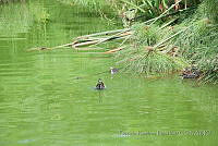 PRB0242 Gallinula galeata.jpg