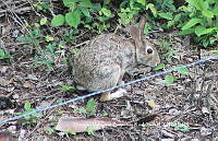 HVBR0097 Sylvilagus gabbi.JPG