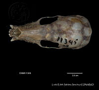 LESS 0031 Leptonycteris yerbabuenae.JPG