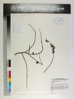 JAdNV0556 Acalypha schiedeana.JPG
