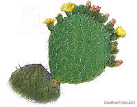 RR0011 Cladodio.jpg