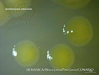 BLPG006 Xanthomonas arboricola.jpg