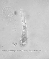 NE002 0097 Tapinothrix gracilis _100X_1.jpg