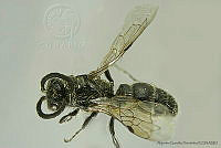AGDE019-378 Paratiphia lagosae.jpg