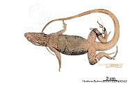 ME006 rep 0066 Ctenosaura similis.jpg