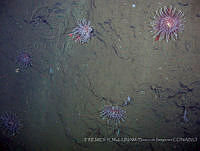 IFREMER-ICMyL-UNAM 0027 Bolocera sp..jpg