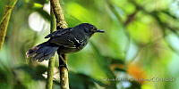 RCDM012 Cercomacroides tyrannina.jpg