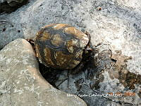 MAG002 Terrapene carolina ssp. mexicana.JPG