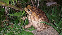 MAOJ02 Rhinella marina.jpg