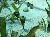 BDP0187 Rhipocephalus phoenix.jpg