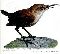 MAPM0136 Hylorchilus  navai.jpg