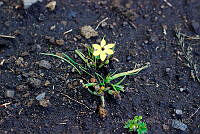 ALM125 Sisyrinchium tenuifolium.jpg