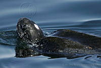 CNS0315 Dermochelys coriacea.jpg