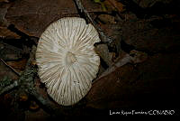 LRP1317 Fungi.jpg