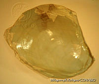 MRyRR0024 Aplysia brasiliana.jpg
