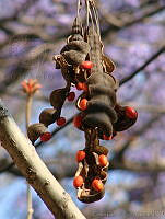 CGL0900 Erythrina americana.jpg
